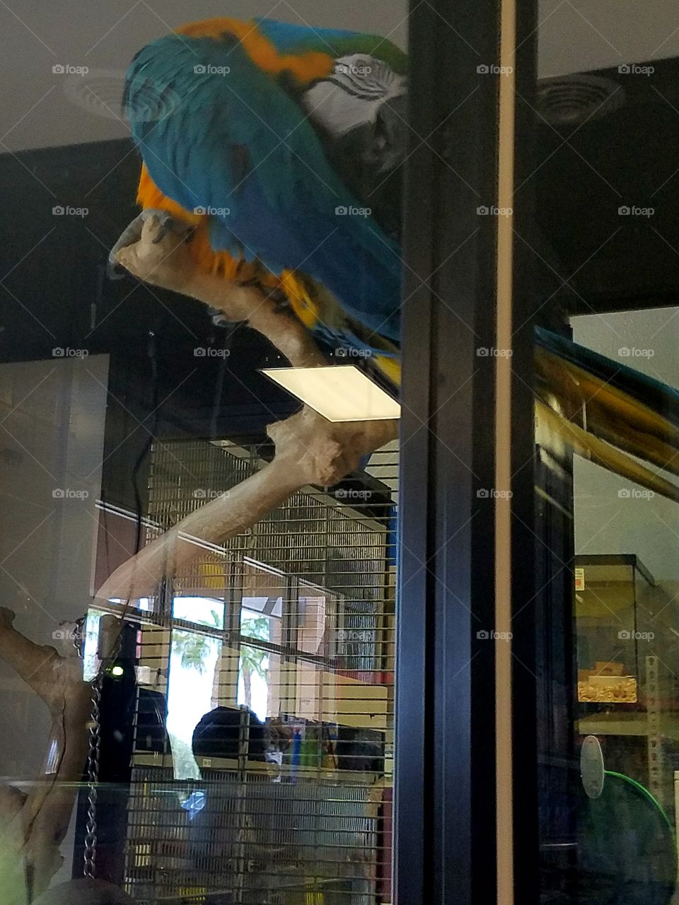 The Great Macaw