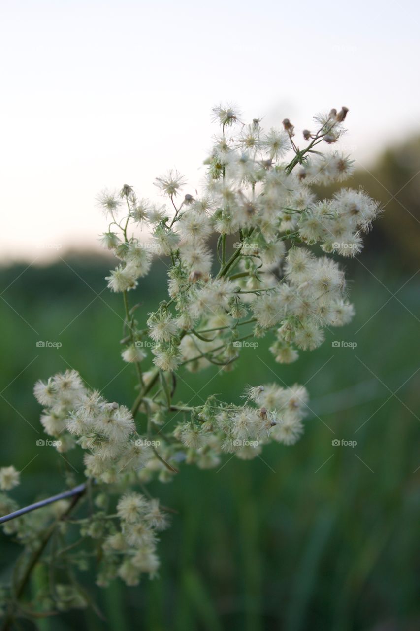 Fireweed covered with fluffy, dandelion-like seed blossoms against a wire pasture fence