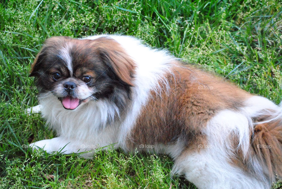 Happy dog, smiling pekingese, playing in grass