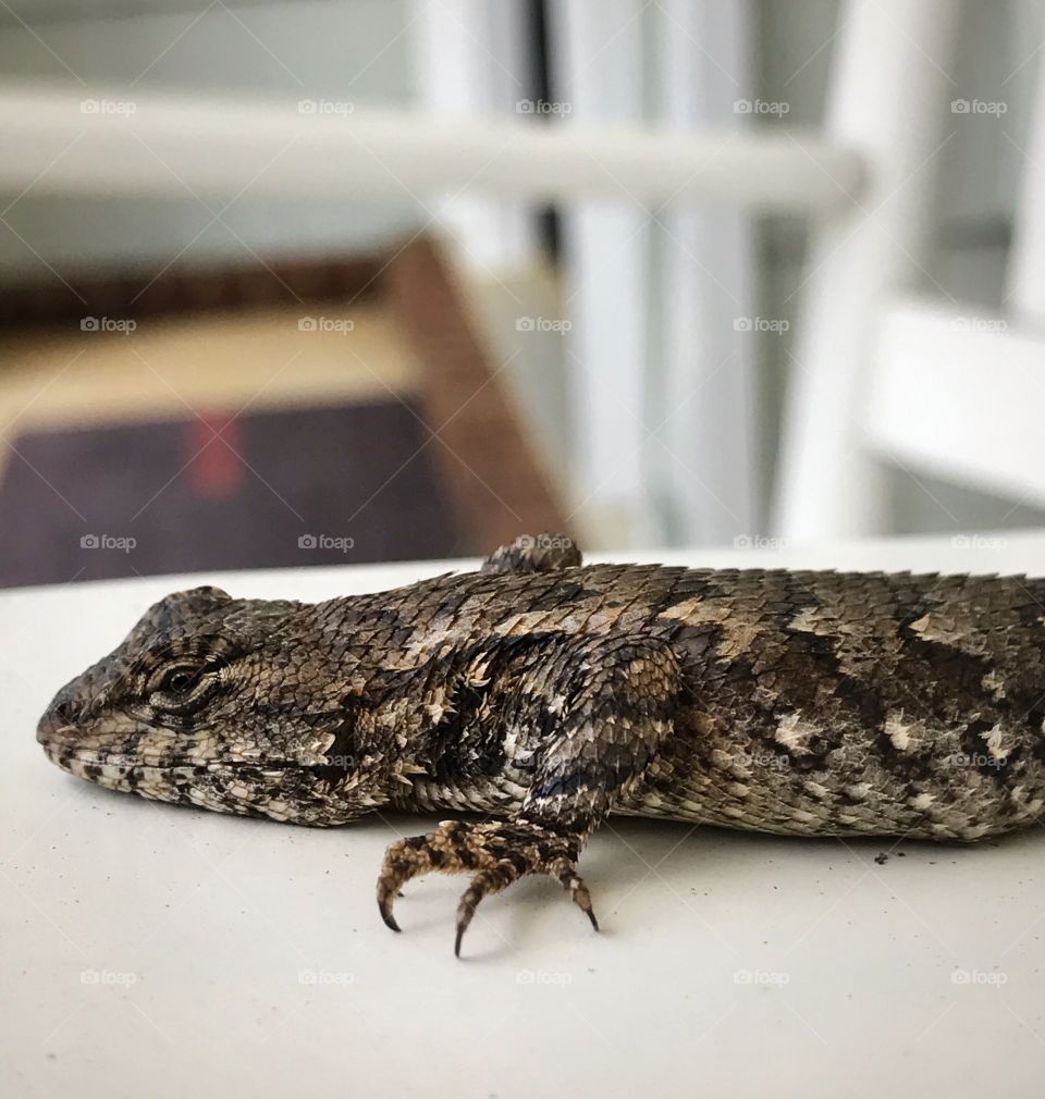 Close-up of a lizard
