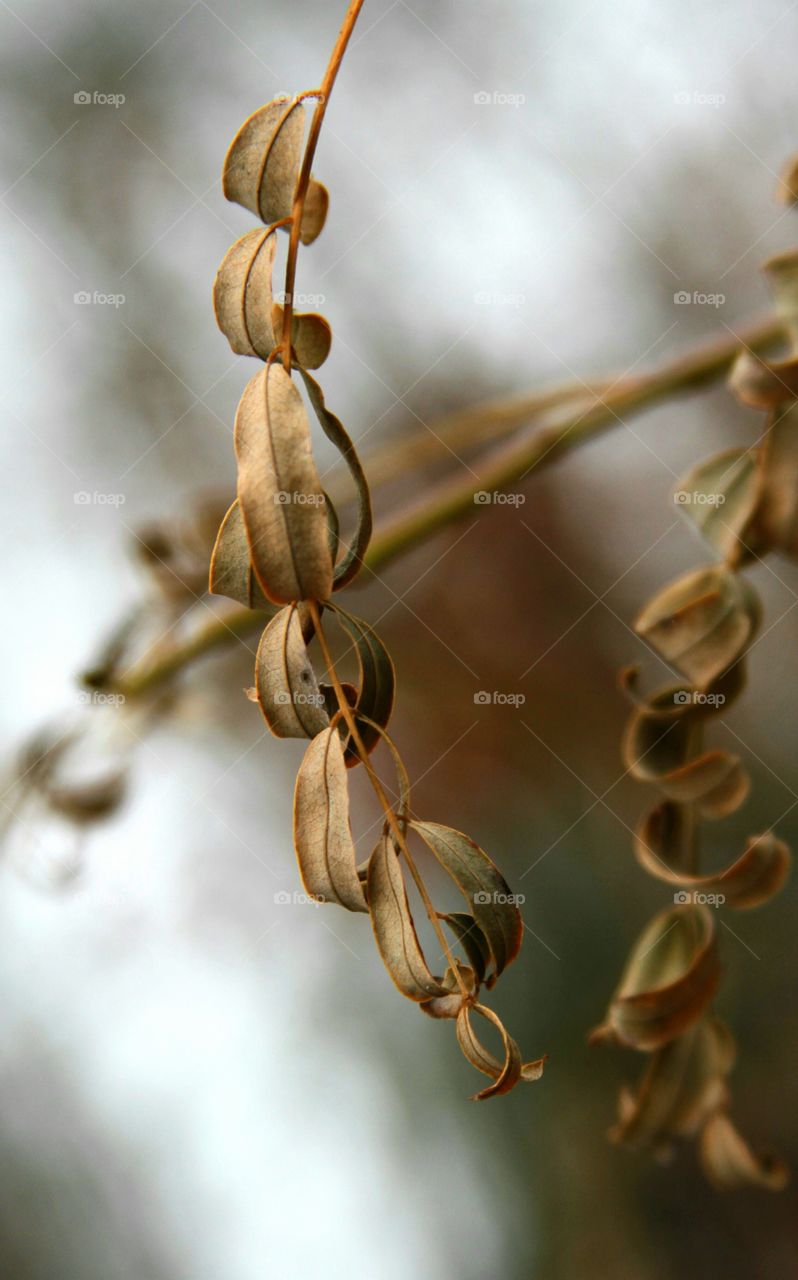 leaves dry