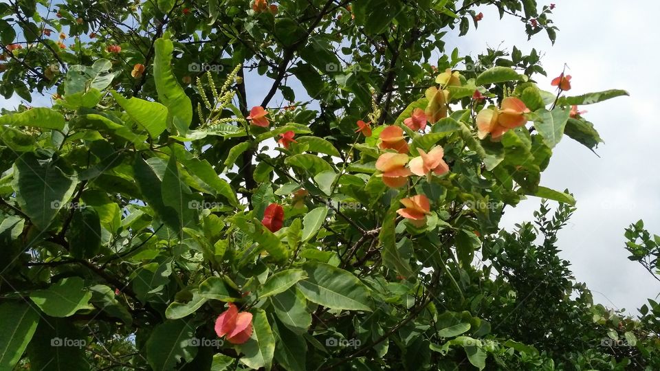 a beautiful flowers tree in the Forest.