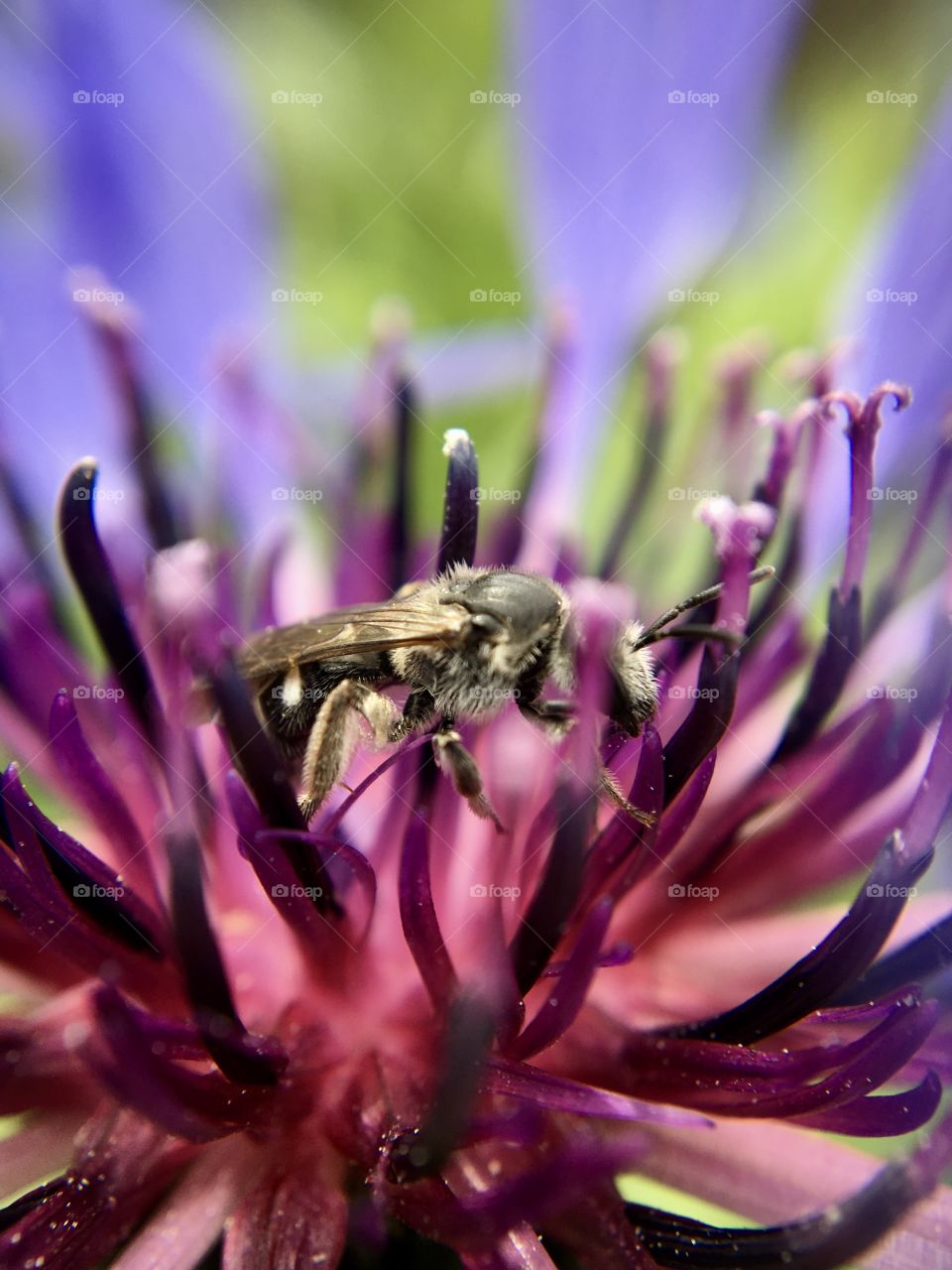 Insect in pink violet flower, macro 