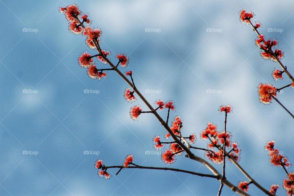 Red maple tree in bloom