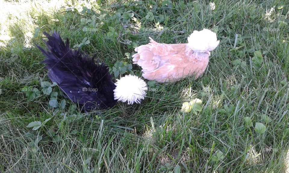 Fancy chickens. My neighbor raises chickens for showing. These are so friendly and cuddly.