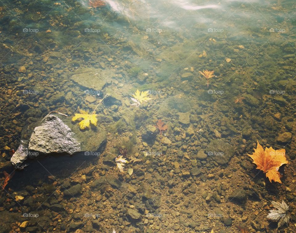autumn leaves in creek