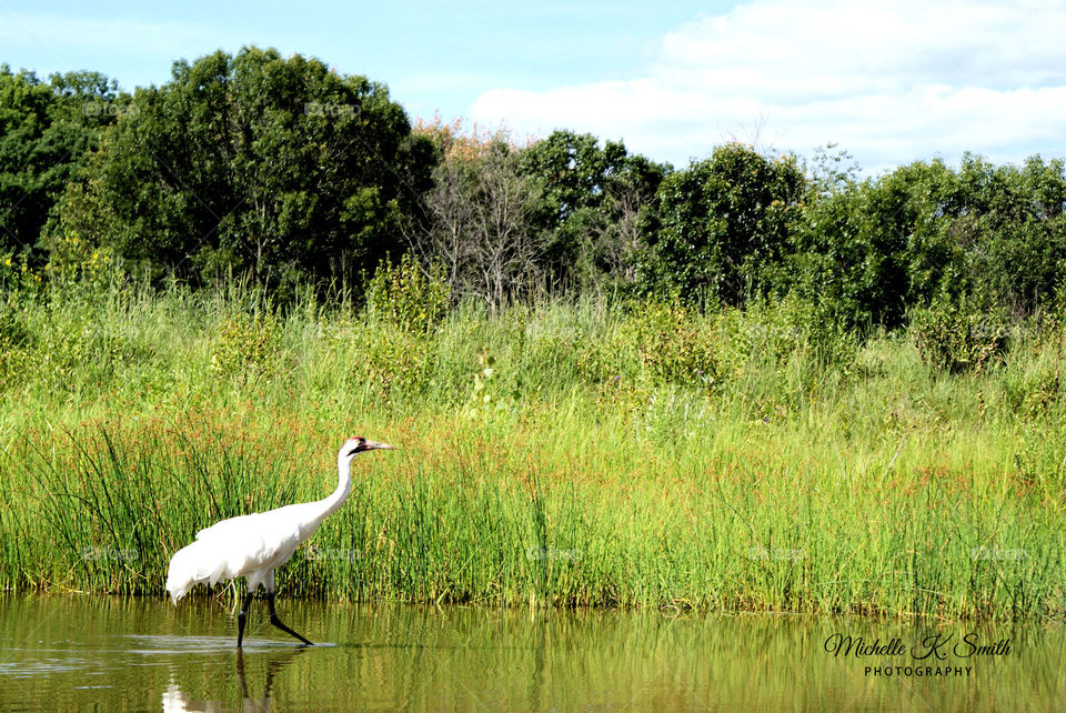 Crane in the Pond  