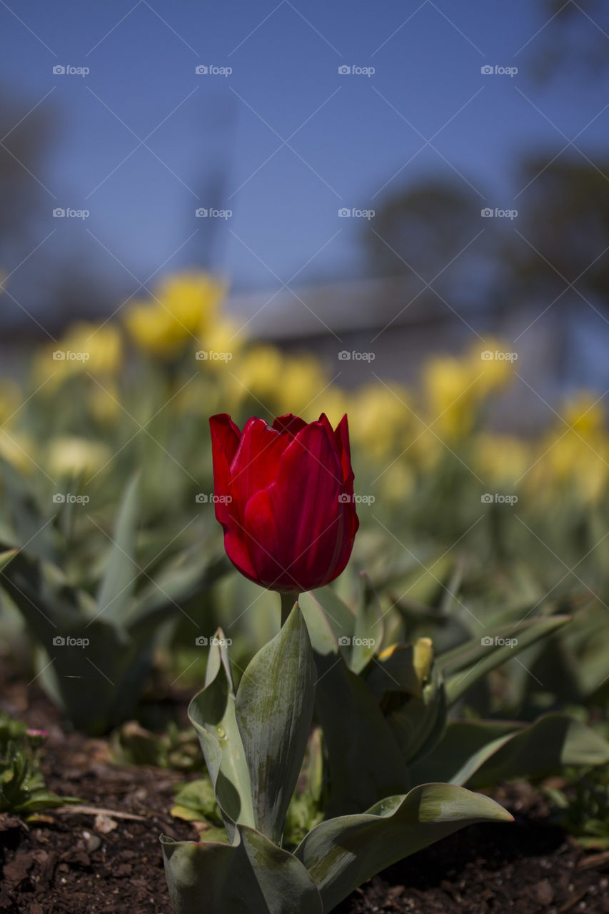 Standing Strong Red Tulip 