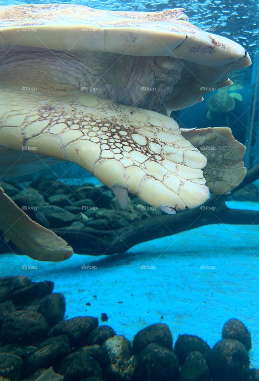Albino Turtle leg details 
