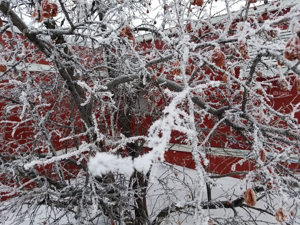 Frost covered tree