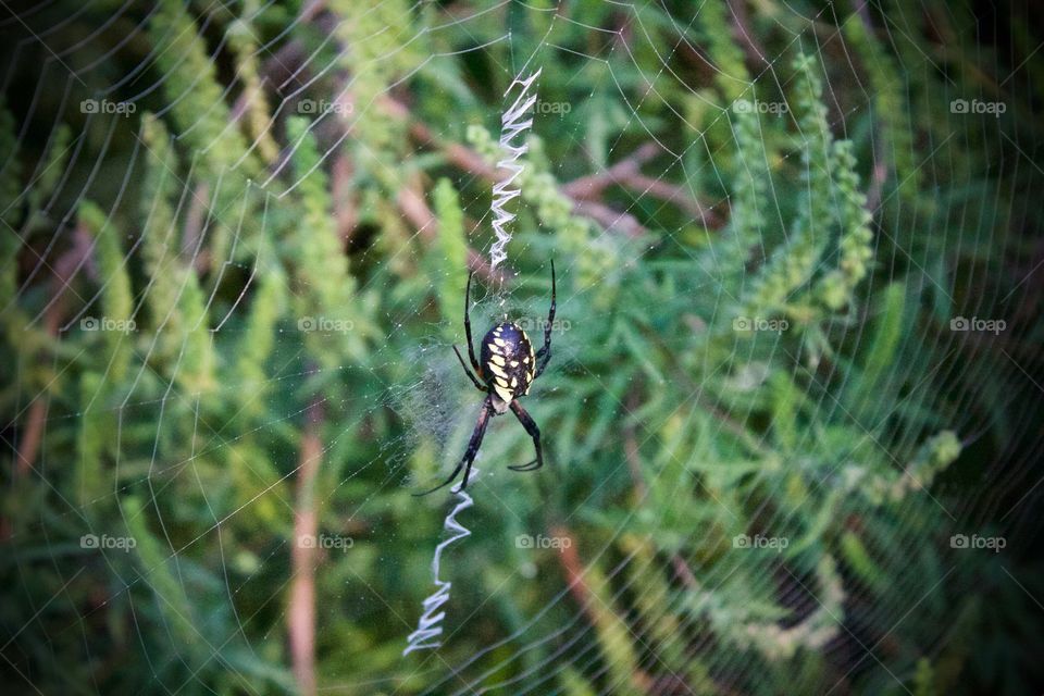 An orb spider waiting patiently in its intricate web for a good catch 
