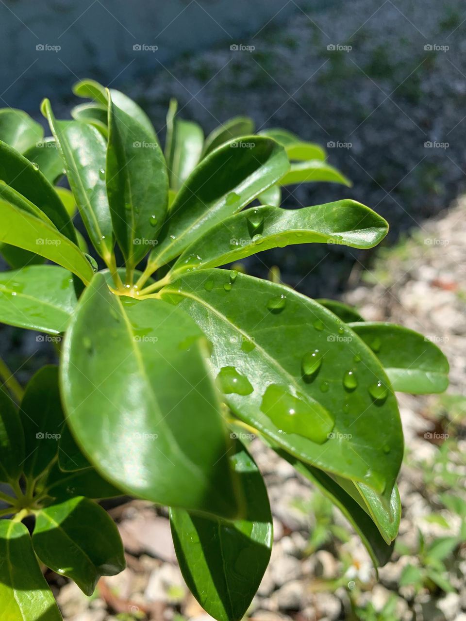 Thick green watered plant 