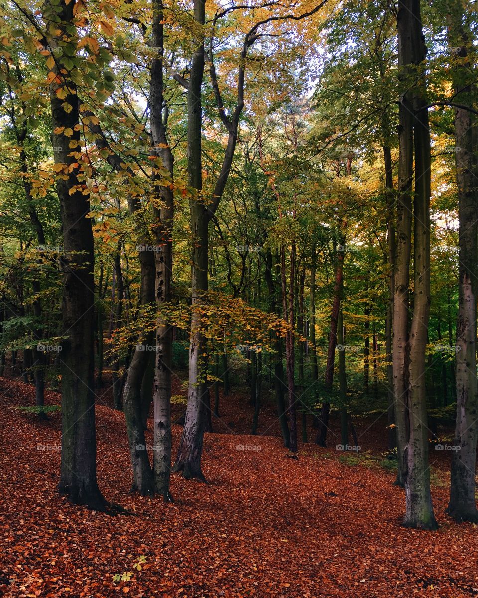 View of trees in forest