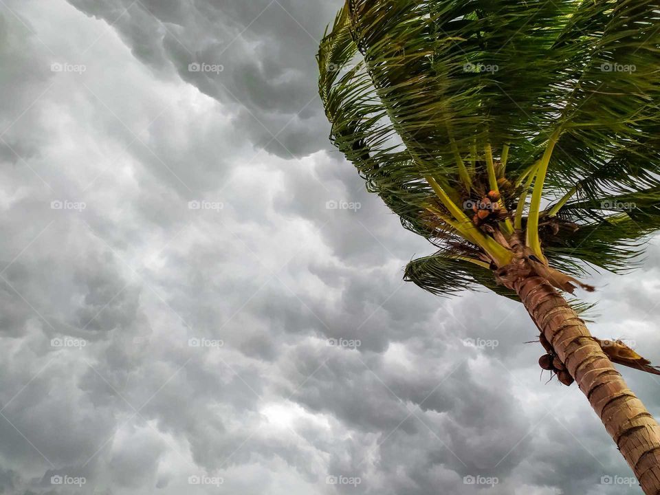 A Palm Tree in the cloudy sky