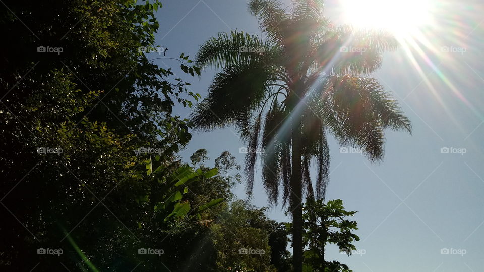 coqueiro brilho sol