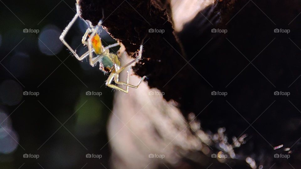 transparent spider, colourful spider