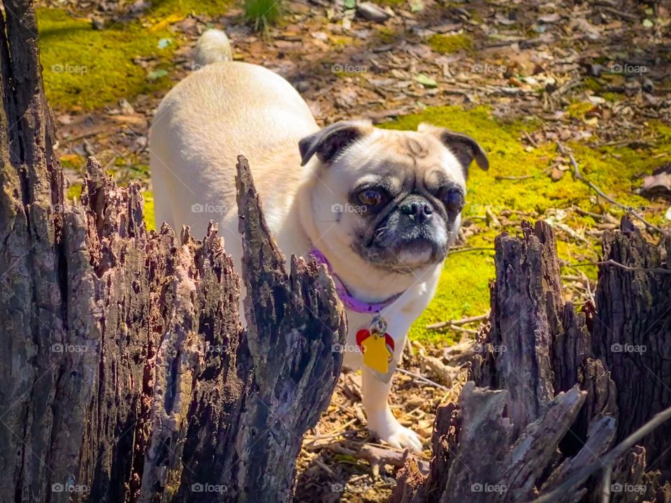Pug Izzy in her backyard