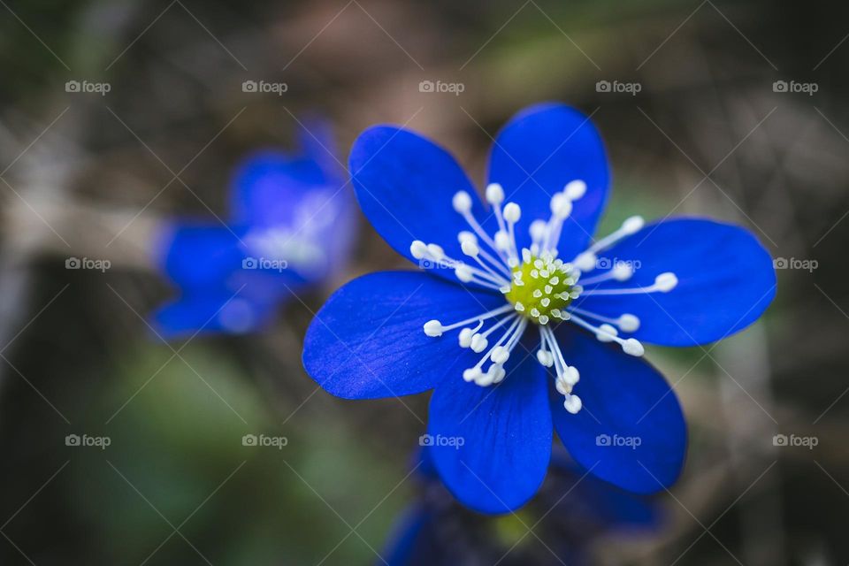 We call them blue flowers in Estonia