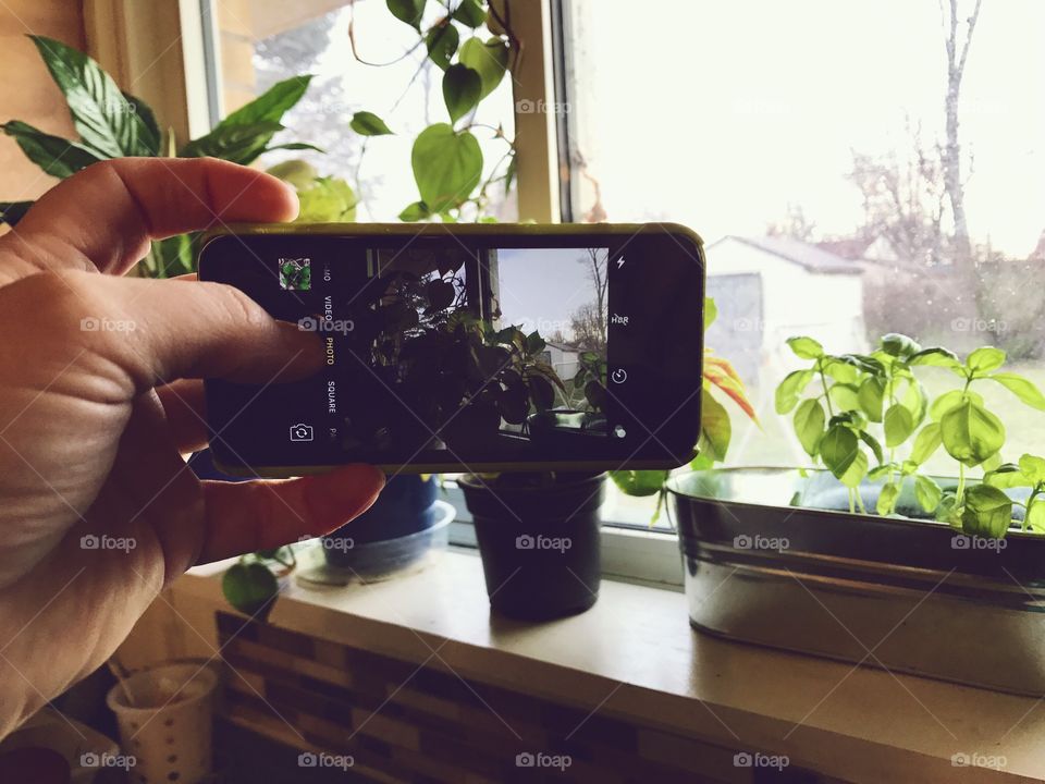 A person capturing a photo of plant