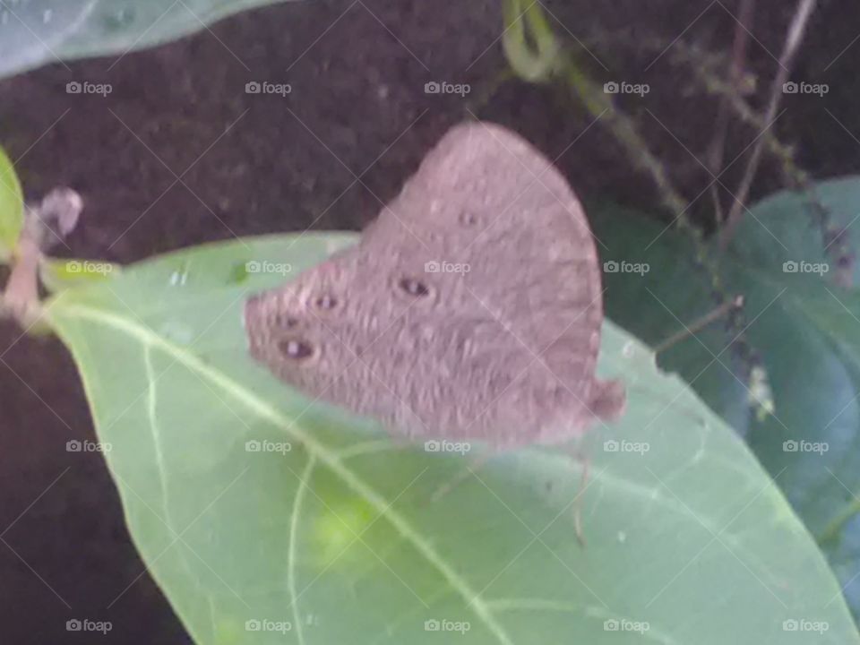 This is a very beautiful butterfly that colors is officialer choice.