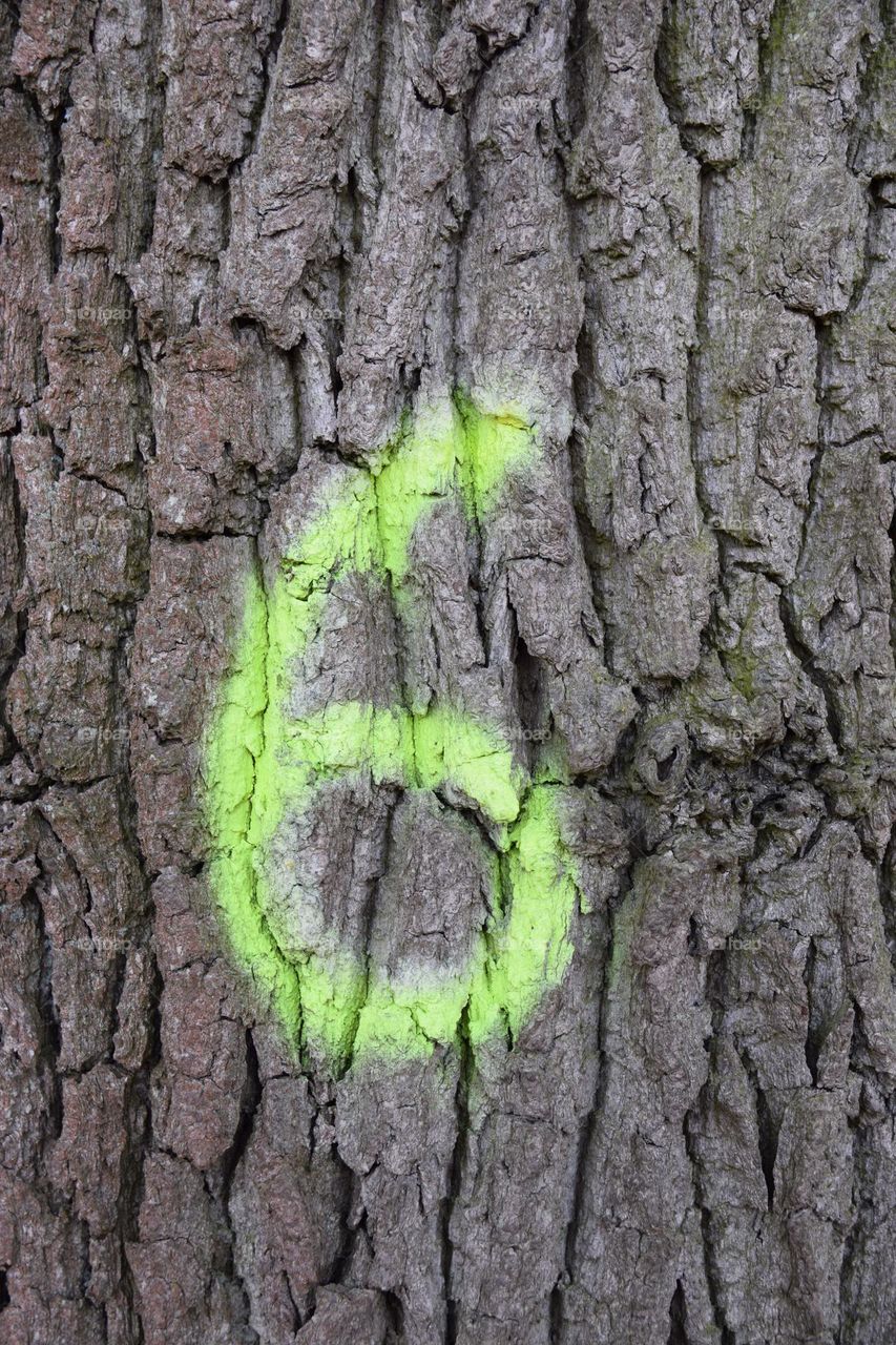 Ziffer auf Baumrinde