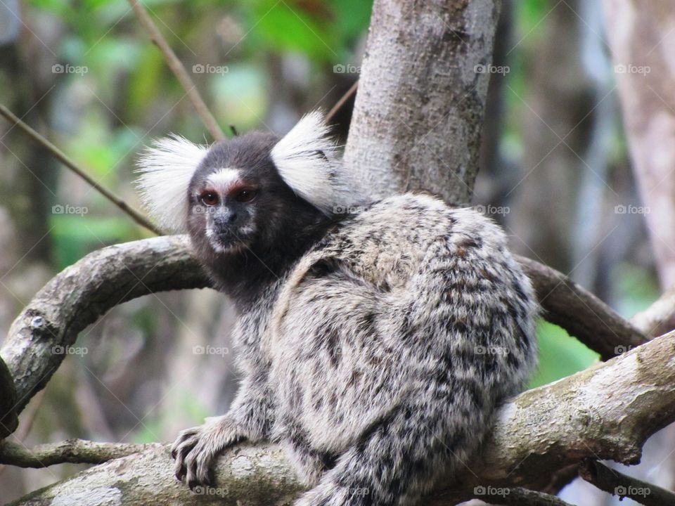 Brazilian small monkey at rain forest 
