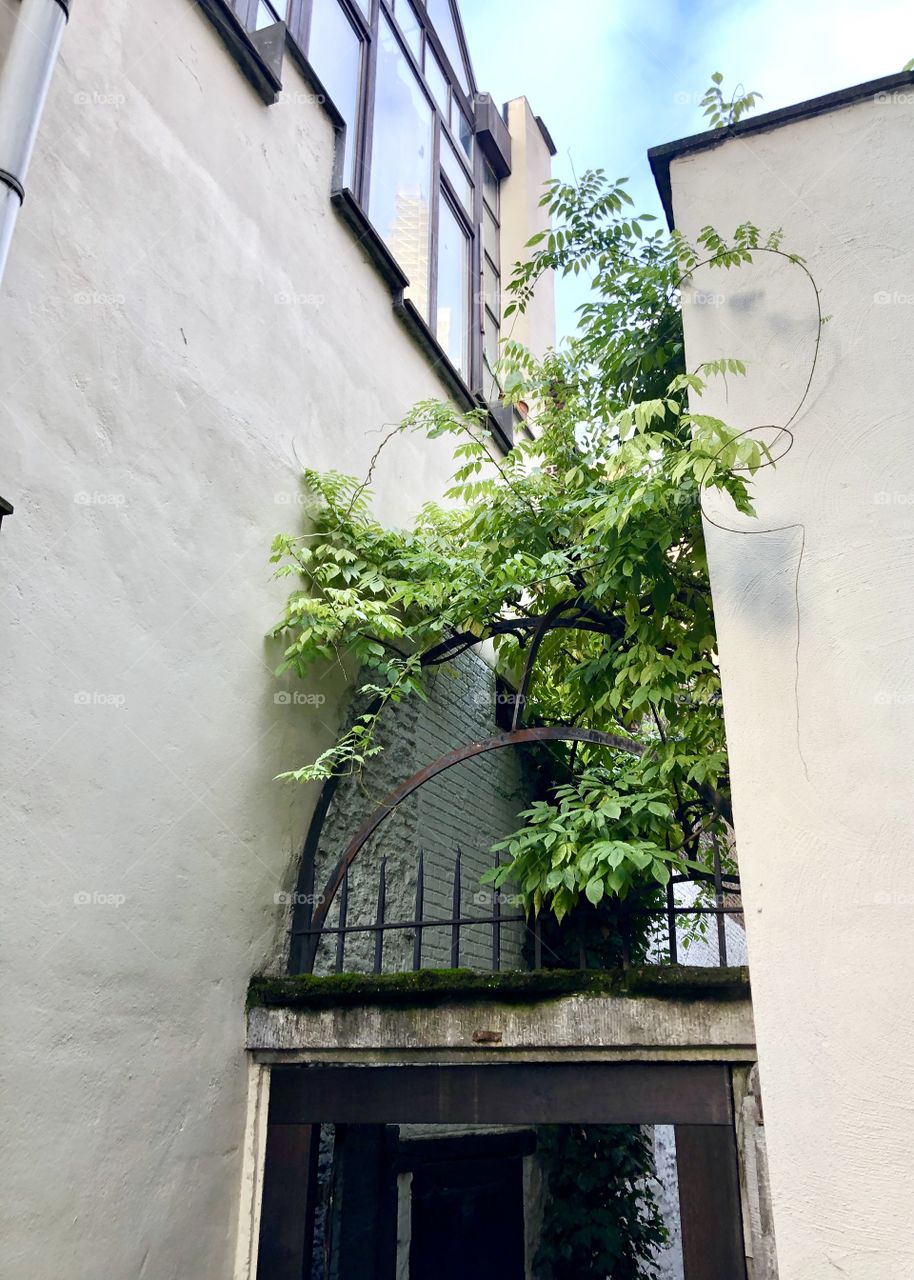 Green vine trueing between exterior white walls