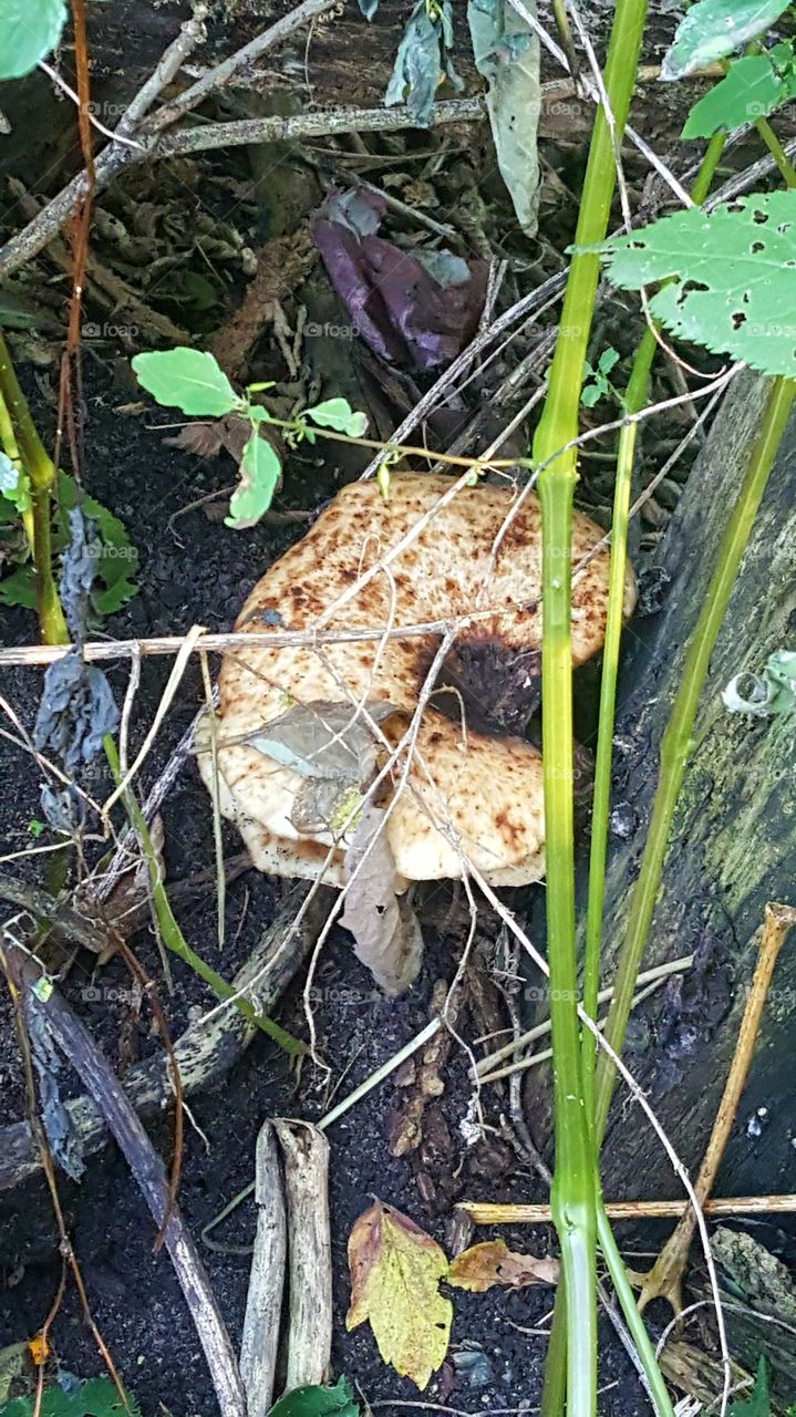 mushroom growing on tree