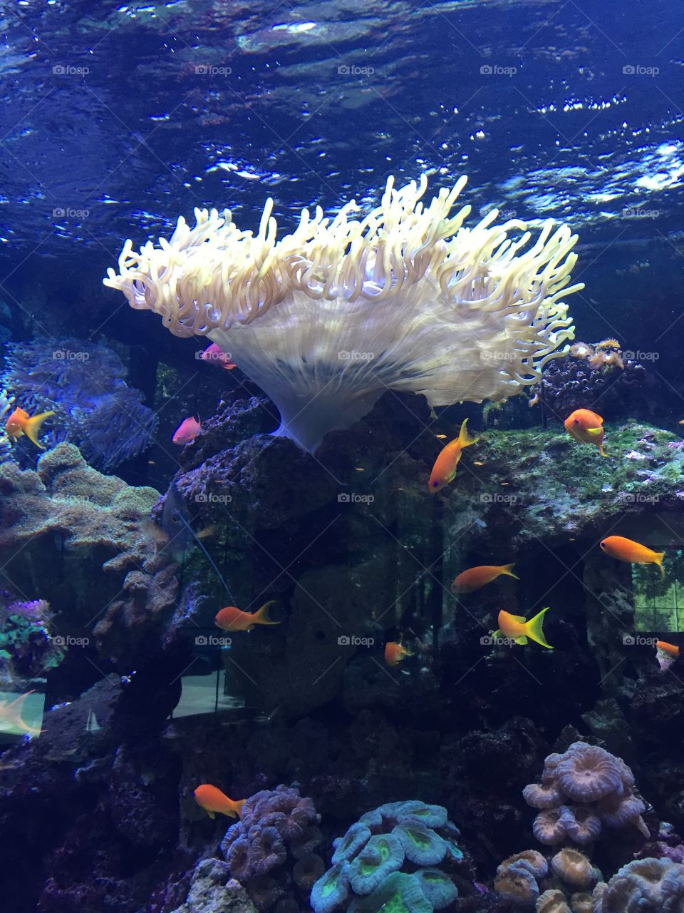 Beautiful coral & fish