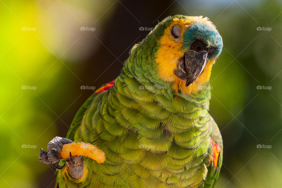 Singing parrot