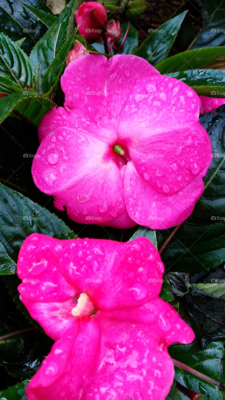 Flower, Nature, Flora, Leaf, Garden