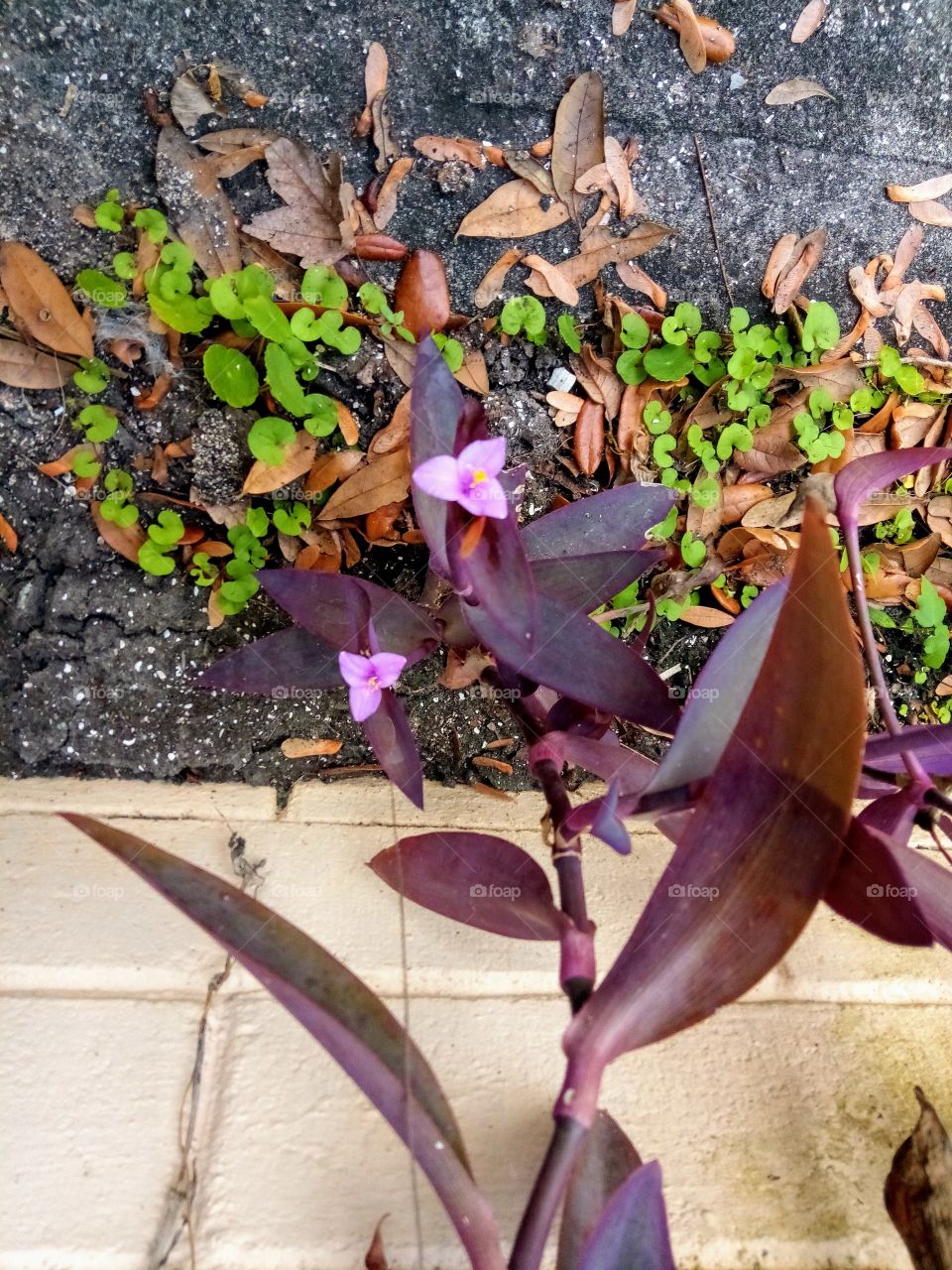 Flowering purple vine