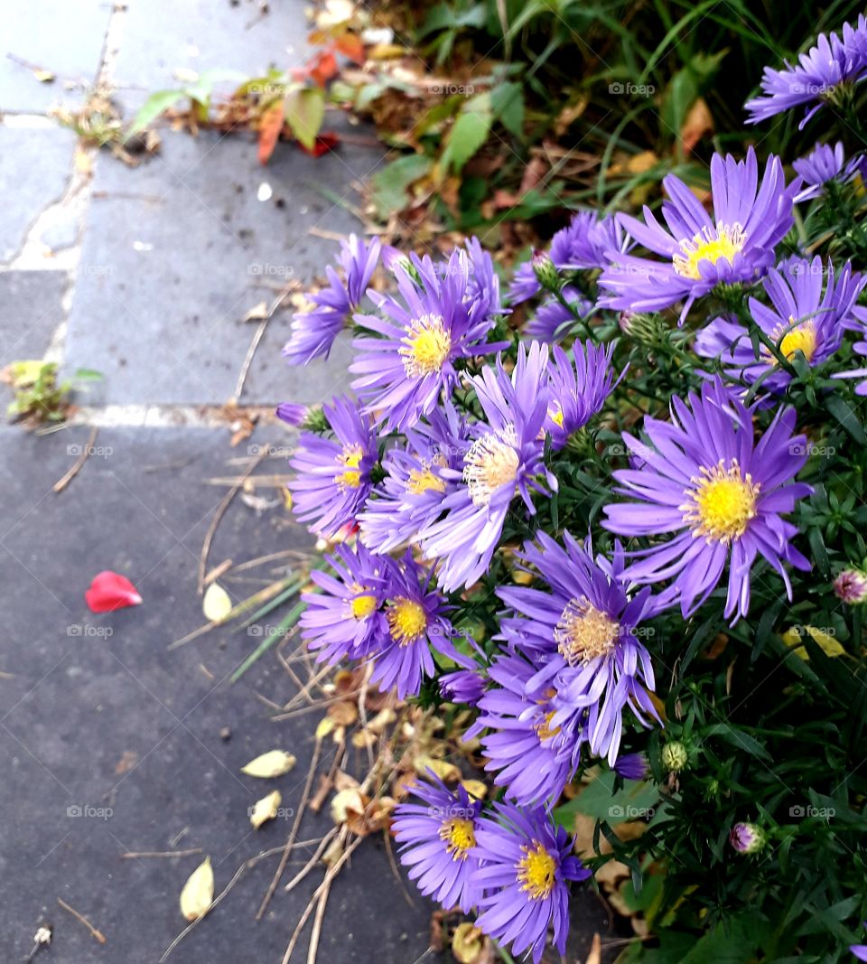 Purple asters by  a  stone path