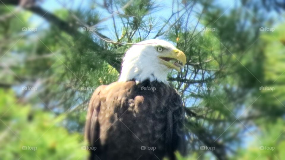 Bald Eagle high in tree (taken from my kayak)