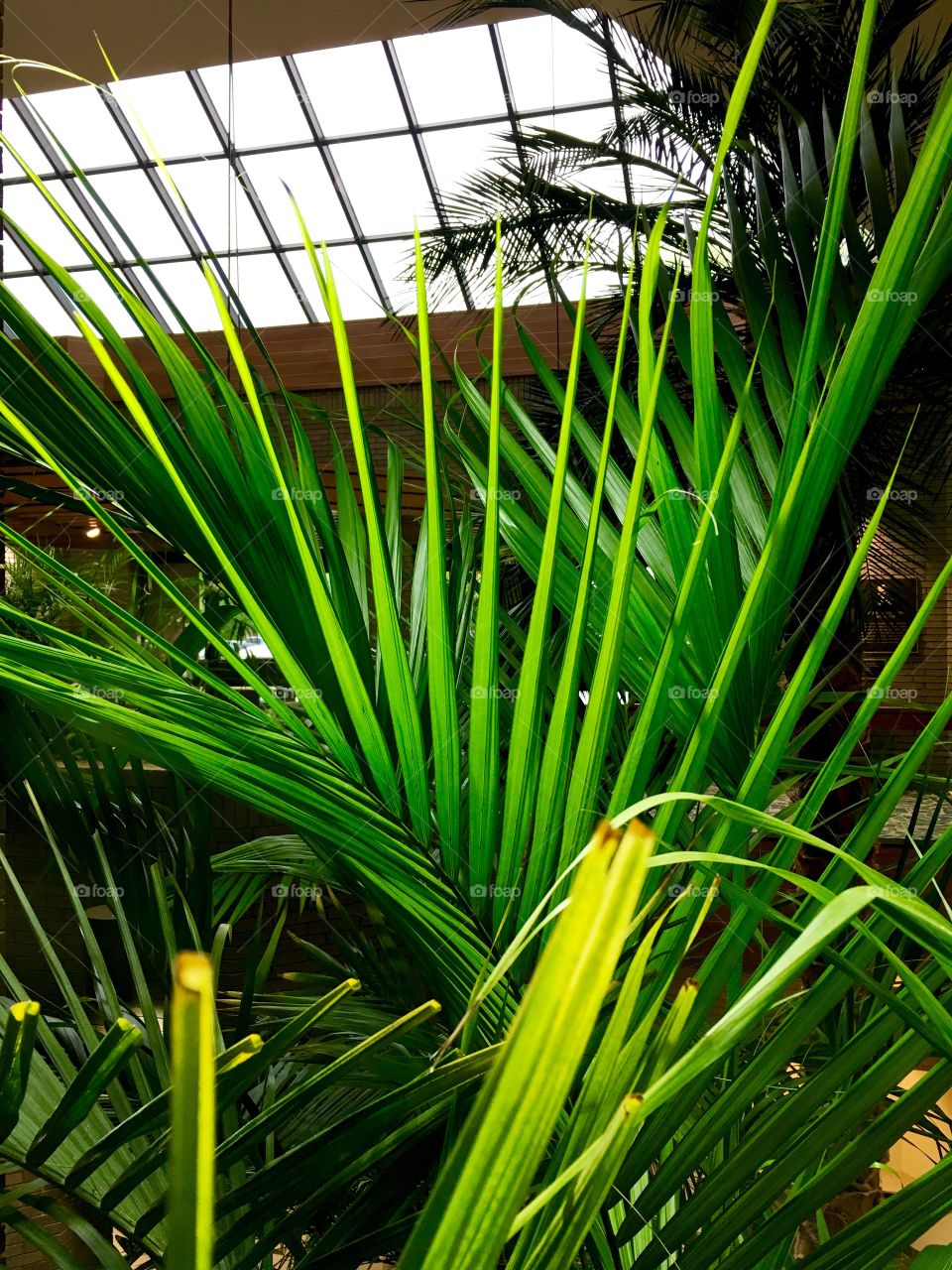 Tropical green plant