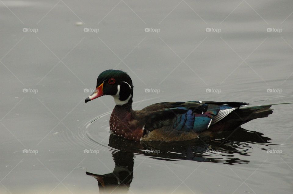 Wood Duck