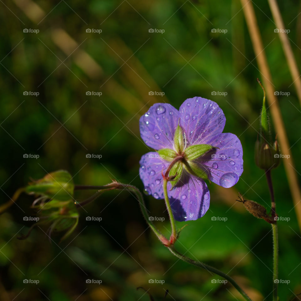 raindrops on back of flower