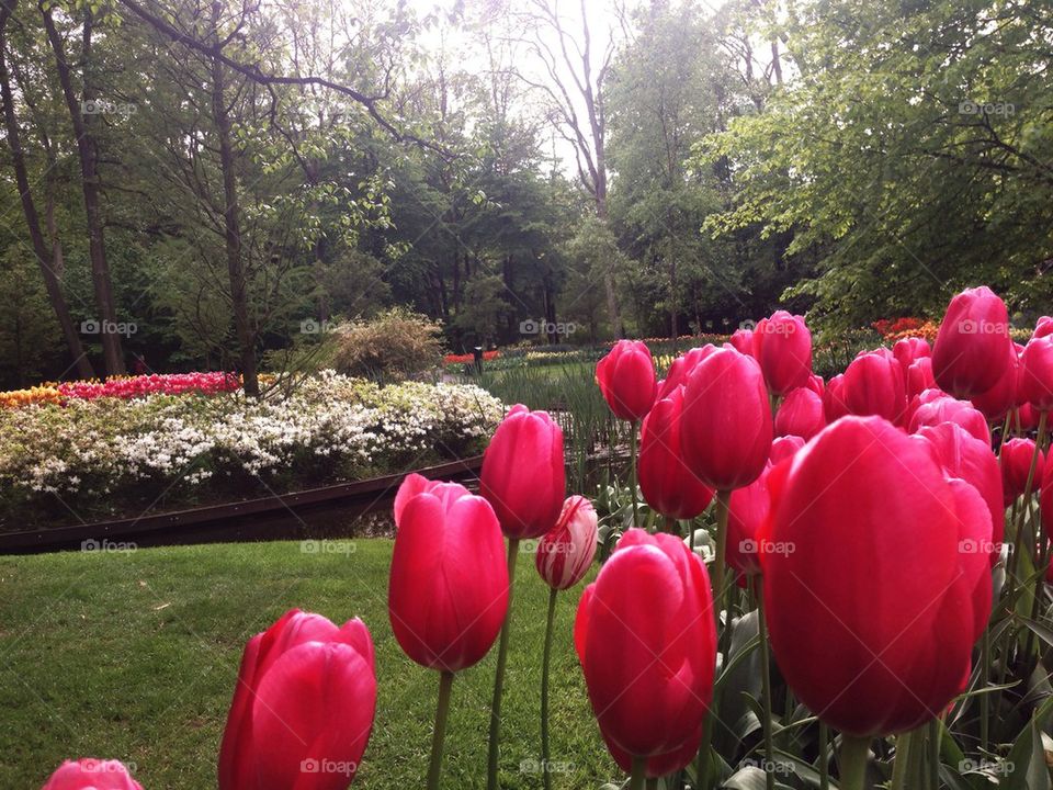 The tulip/ flower gardens in Keukenhof , the Netherlands (holland) 