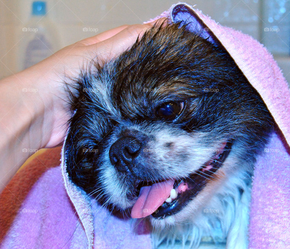 Happy Pekingese dog just had a refreshing bath with towel over head