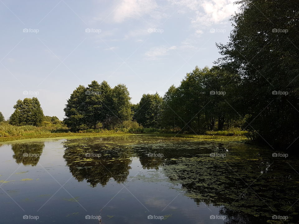 Lake landscape 