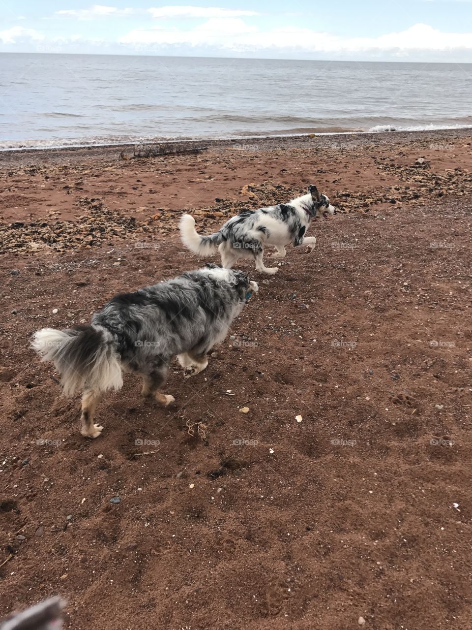 Blue Merle Aussie and Border Collie having a beach day on Prince Edward Island