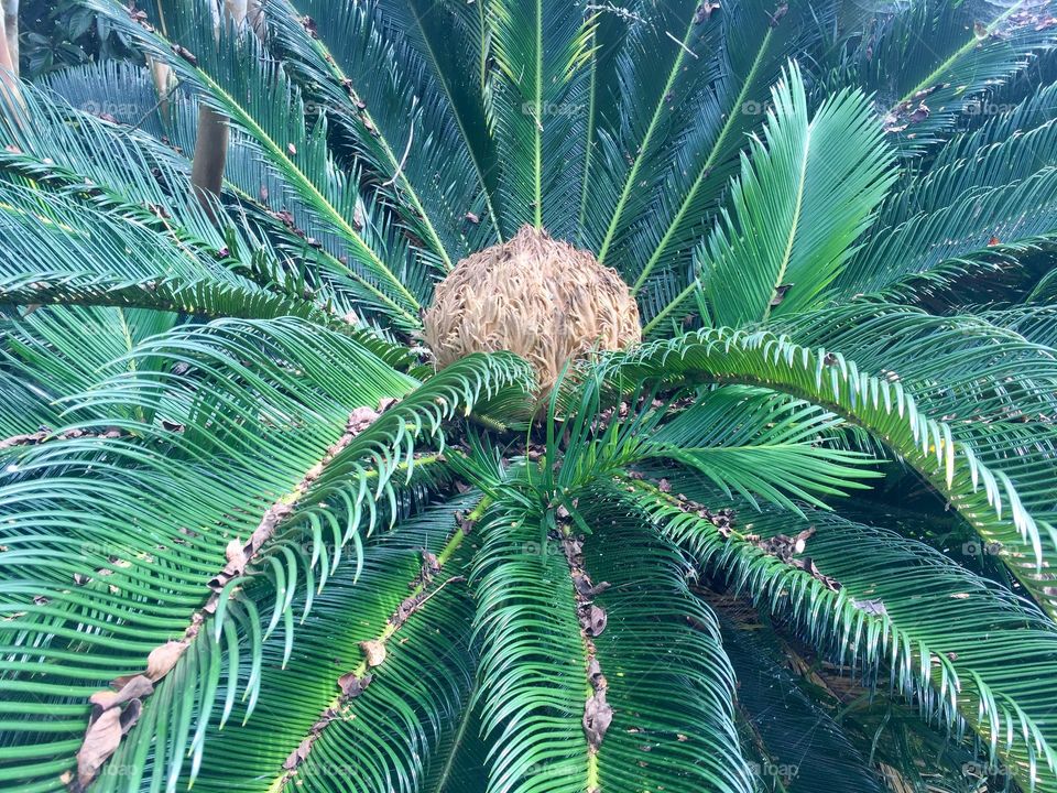 Sego palm 