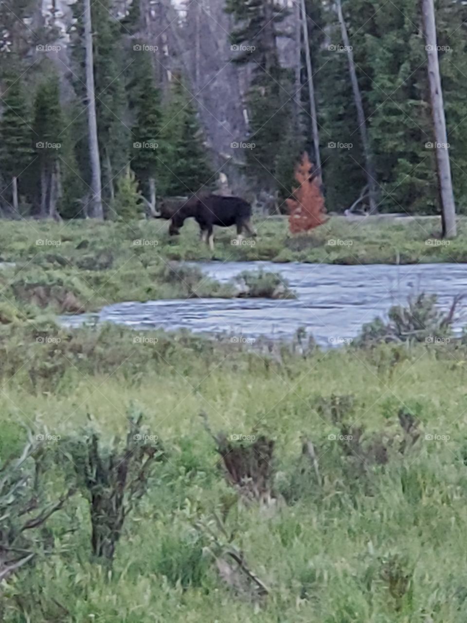 moose