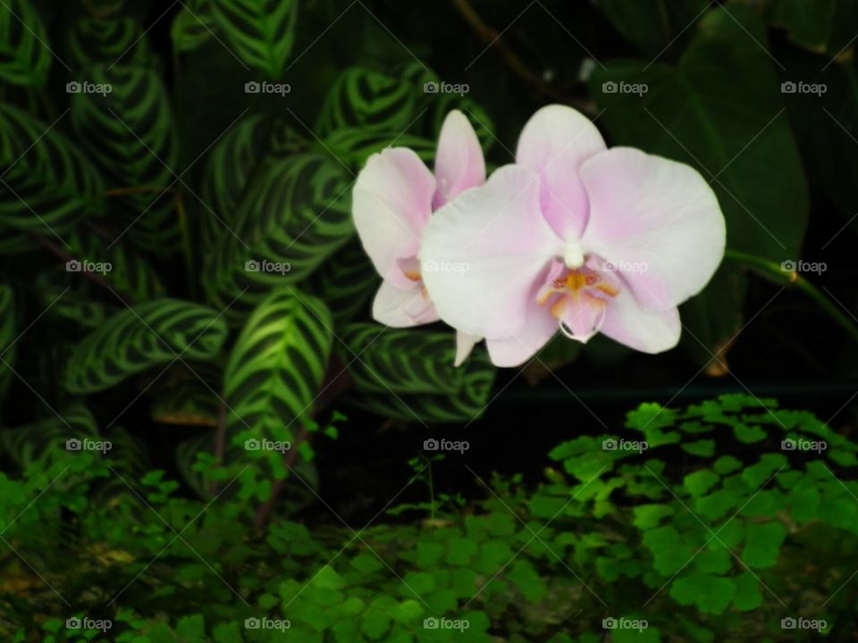 orchid