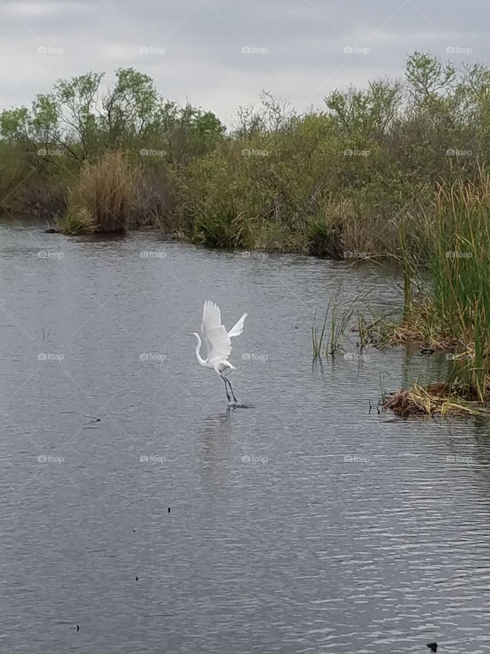 Wildlife at The Everglades