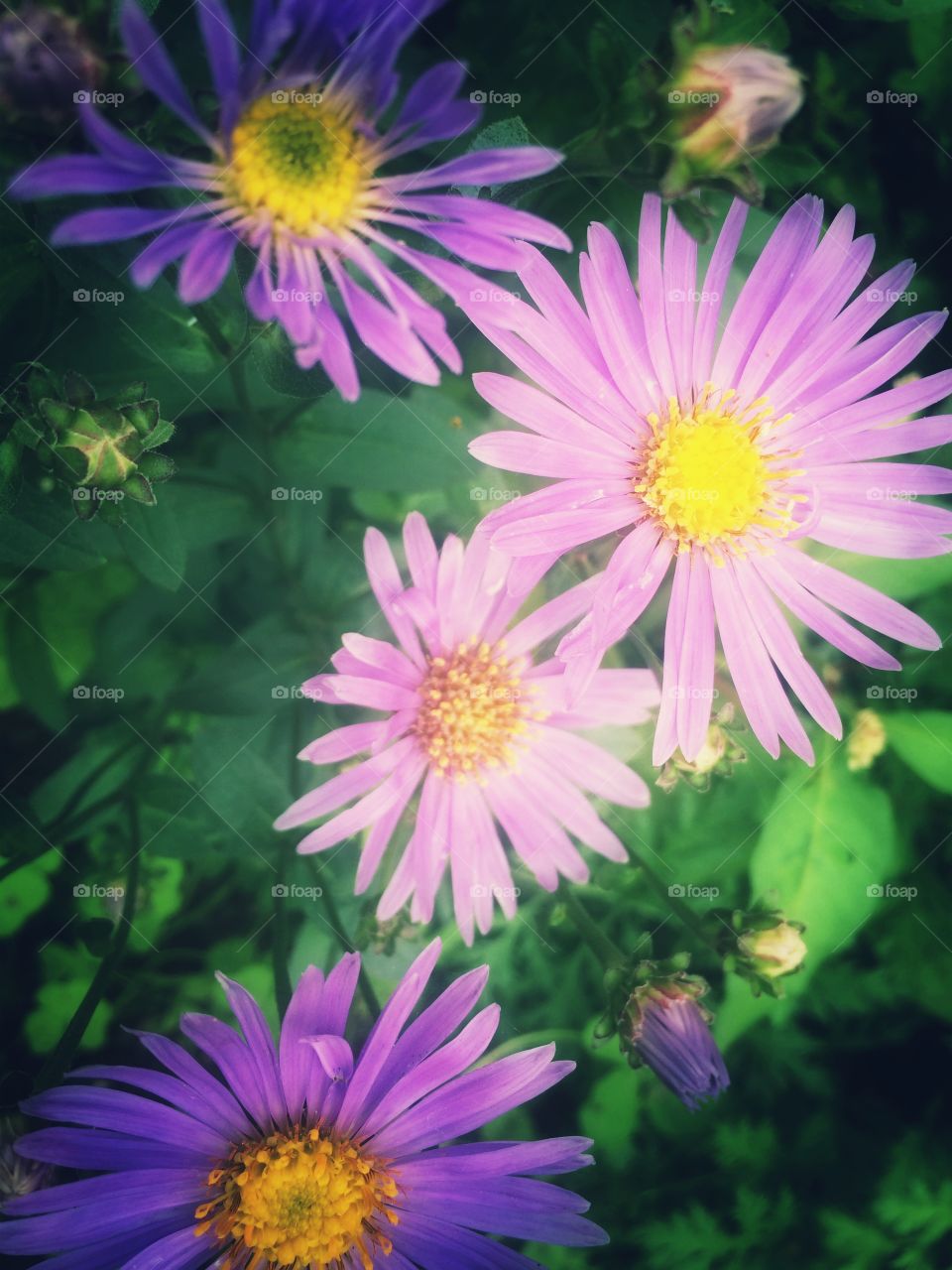 Violet aster flowers