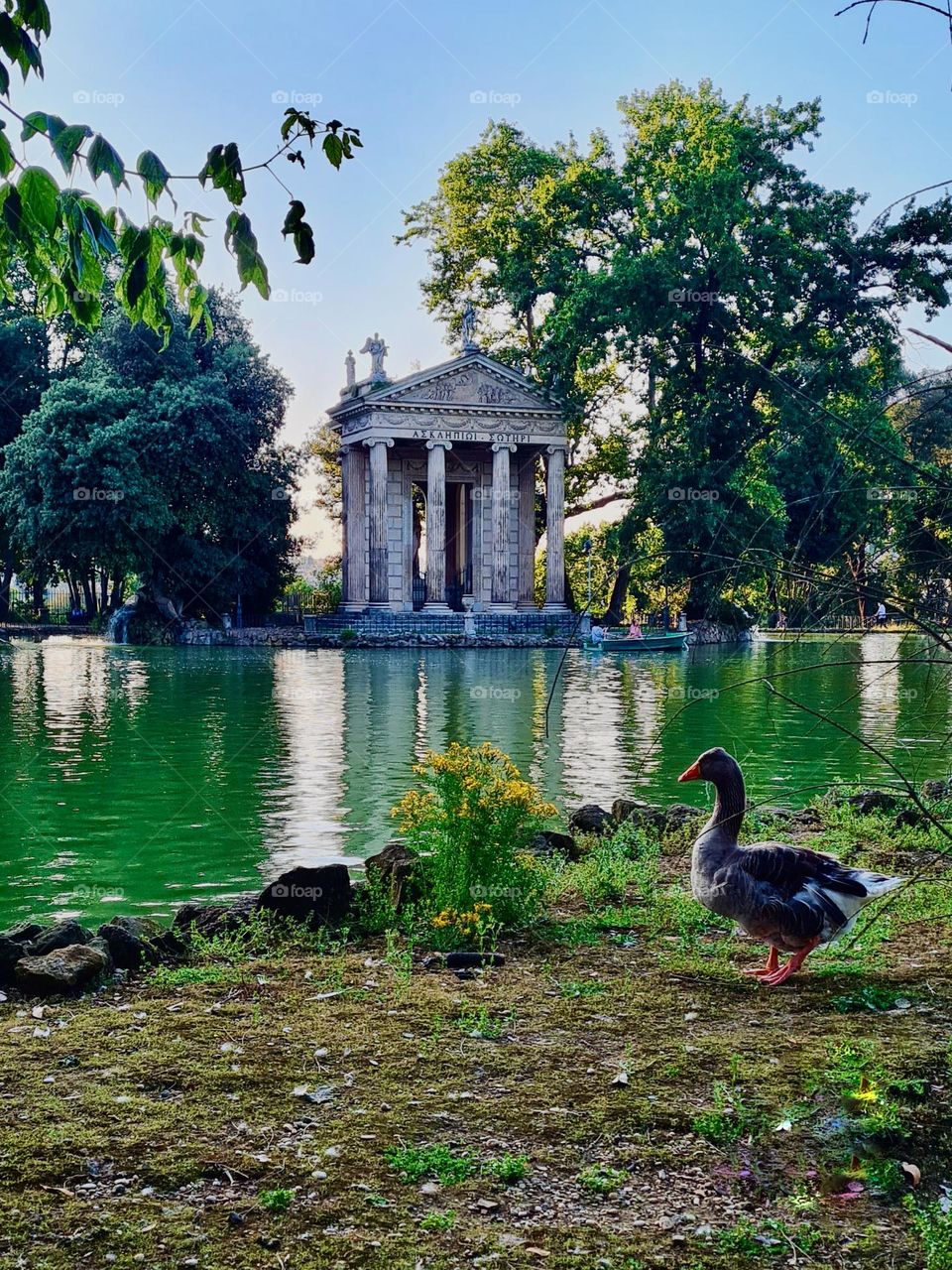 A goose walking in a park in Rome near a pond, with an antique building in the background