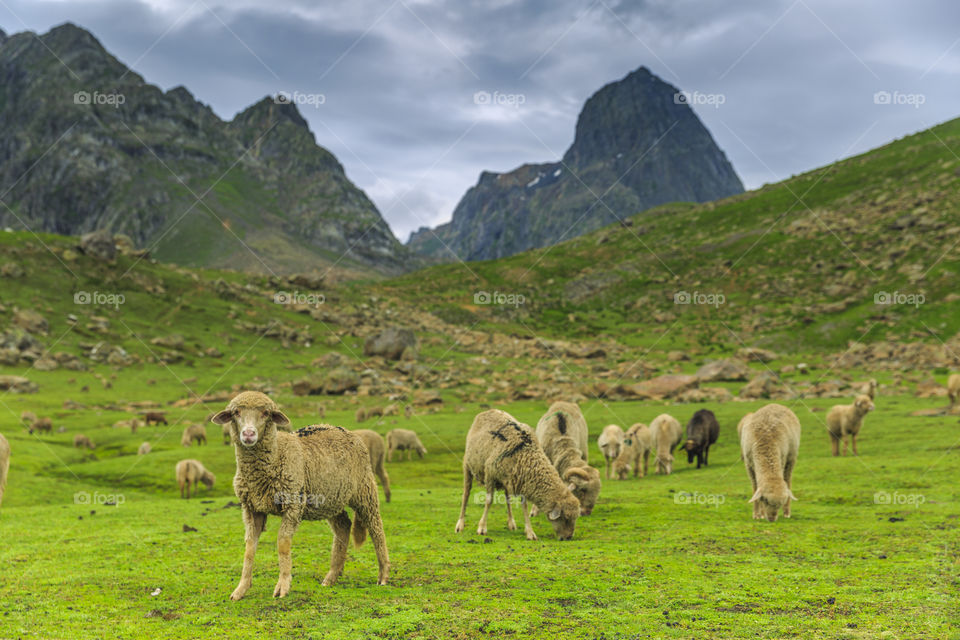 green Landscape of the heaven on Earth, Kashmir, India