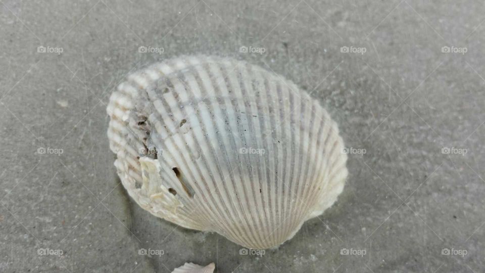shell
