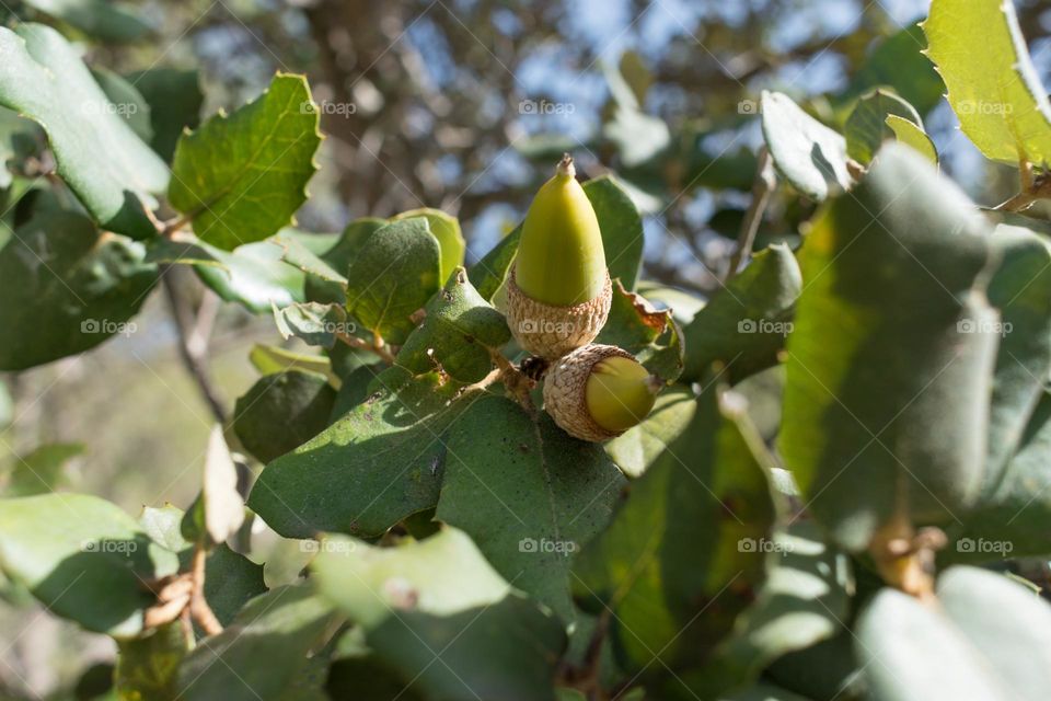 Close-up image of acorns at a holm oak tree (Quercus ilex).